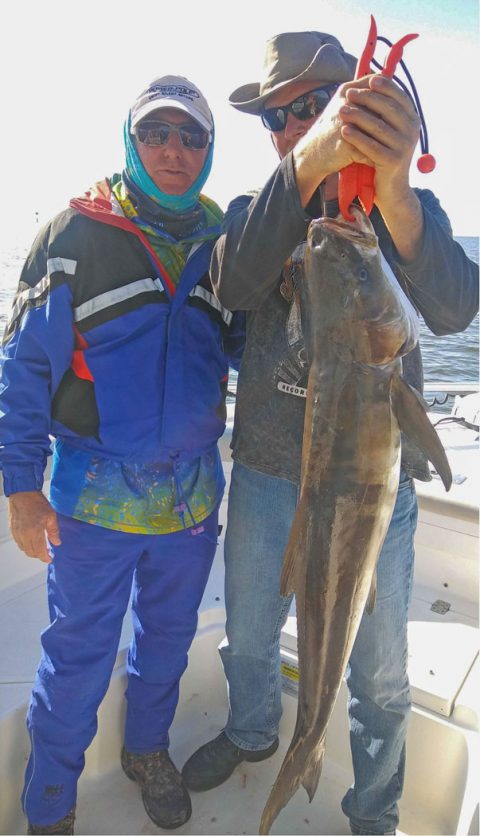 40 pound cobia caught with qualia nlf30 fishing reel