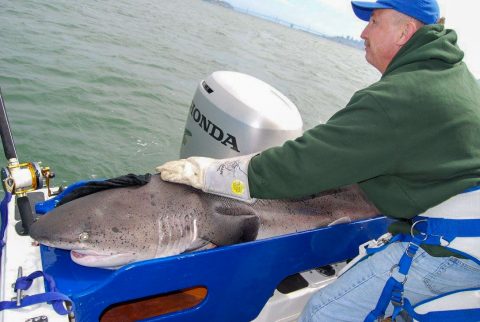 shark caught with qualia reel