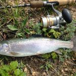 catch of the day with a qualia fishing reel 21
