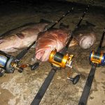 catches of the day with qualia reels